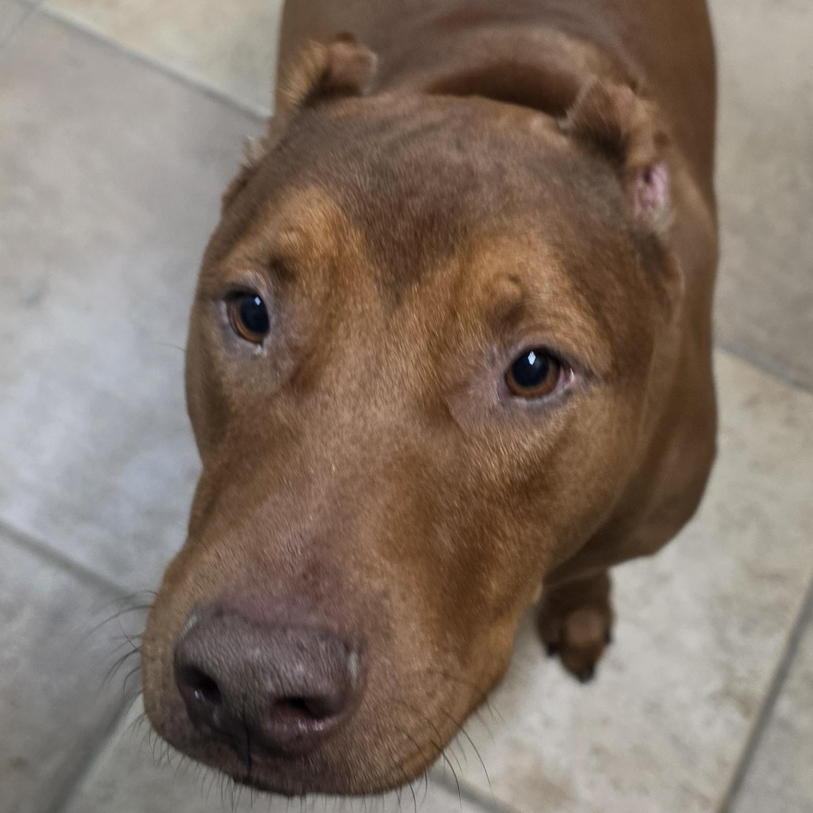 Clyde, Adoptable, Adult Male Doberman Pinscher & Labrador Retriever.
