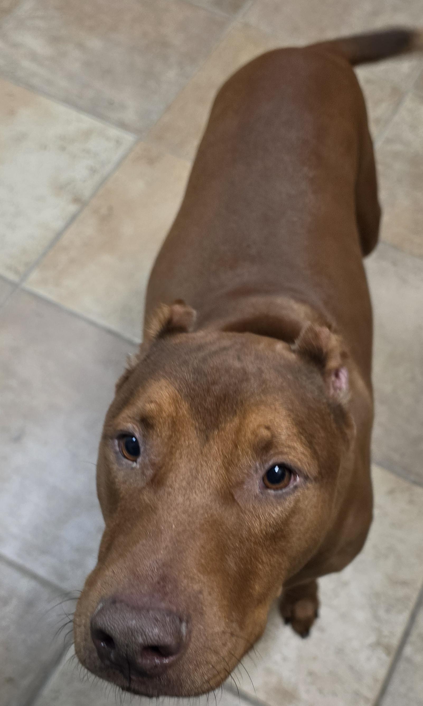 Enlarge Clyde, a Adoptable mixed breed in Brainerd, MN image 2/2