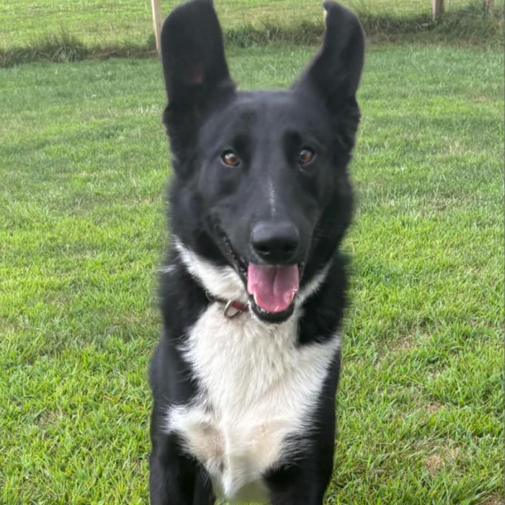 Oliver~ Graduated From Pawsinprison. thumbnail 2