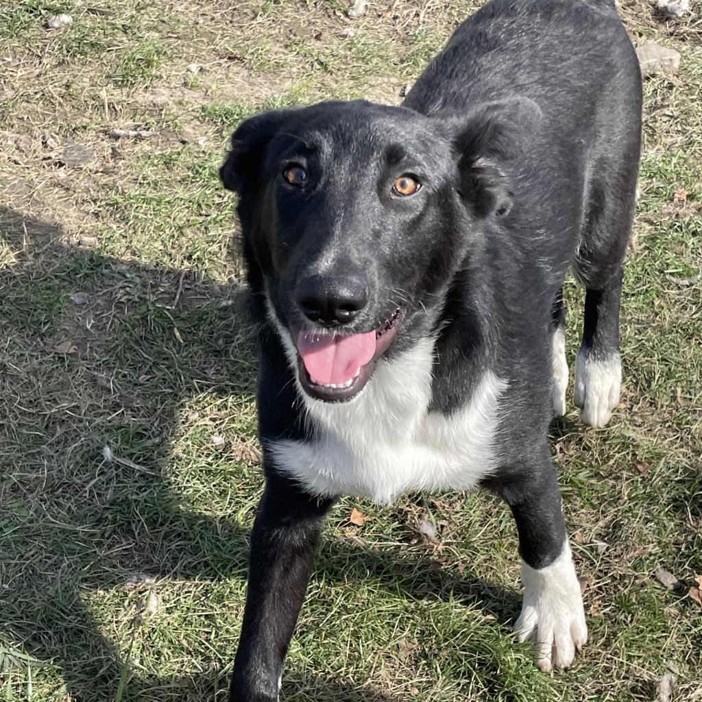 OLIVER~ GRADUATED FROM PAWS-IN-PRISON., a Adoptable mixed breed in Union City, PA image 3/6