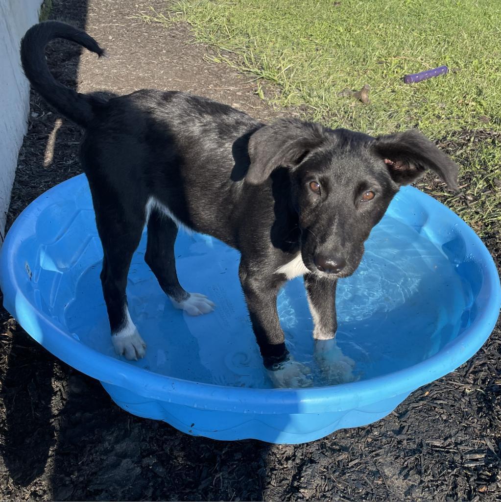 Oliver~ Graduated From Pawsinprison. thumbnail 4