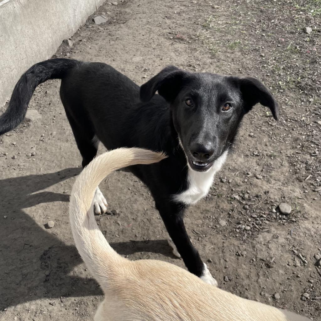 OLIVER~ GRADUATED FROM PAWS-IN-PRISON., a Adoptable mixed breed in Union City, PA image 5/6