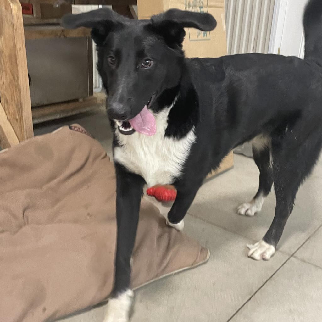 Oliver~ Graduated From Pawsinprison. thumbnail 6