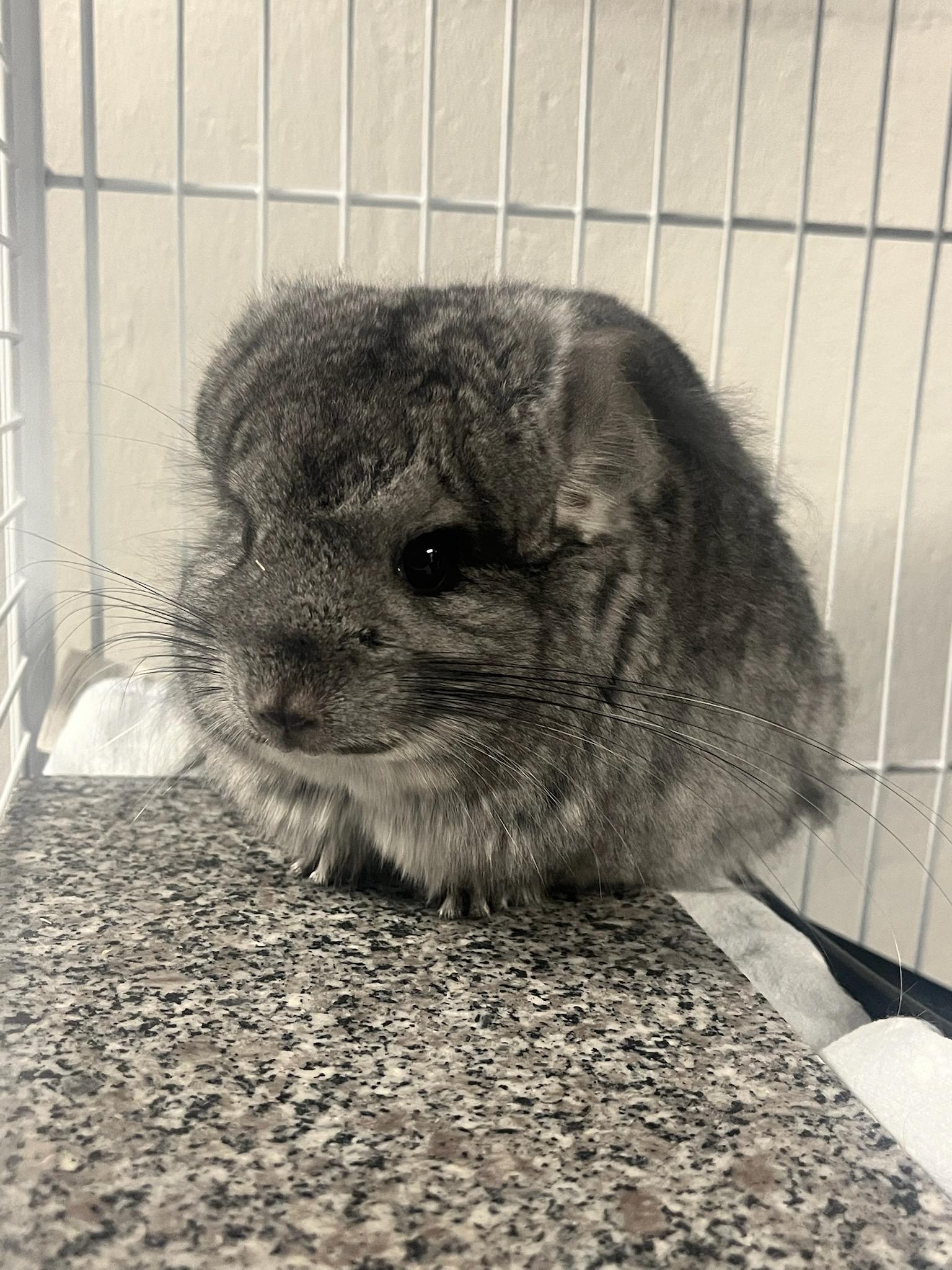 Enlarge Priscilla (ID 50931/1095), an adopted Chinchilla in Manassas, VA image 1/1