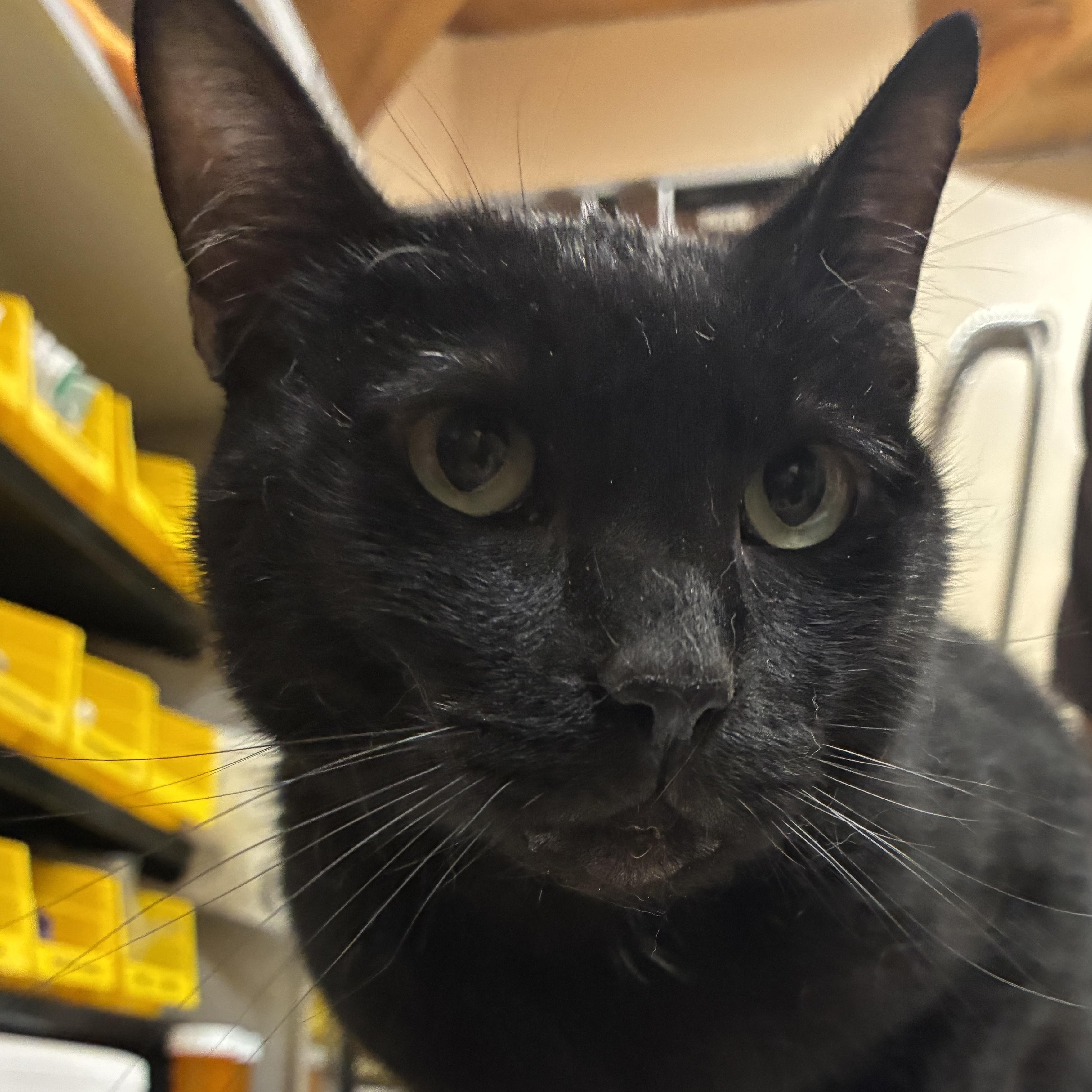 Enlarge Jack Jack, a Adoptable mixed breed in Santa Fe, NM image 3/6