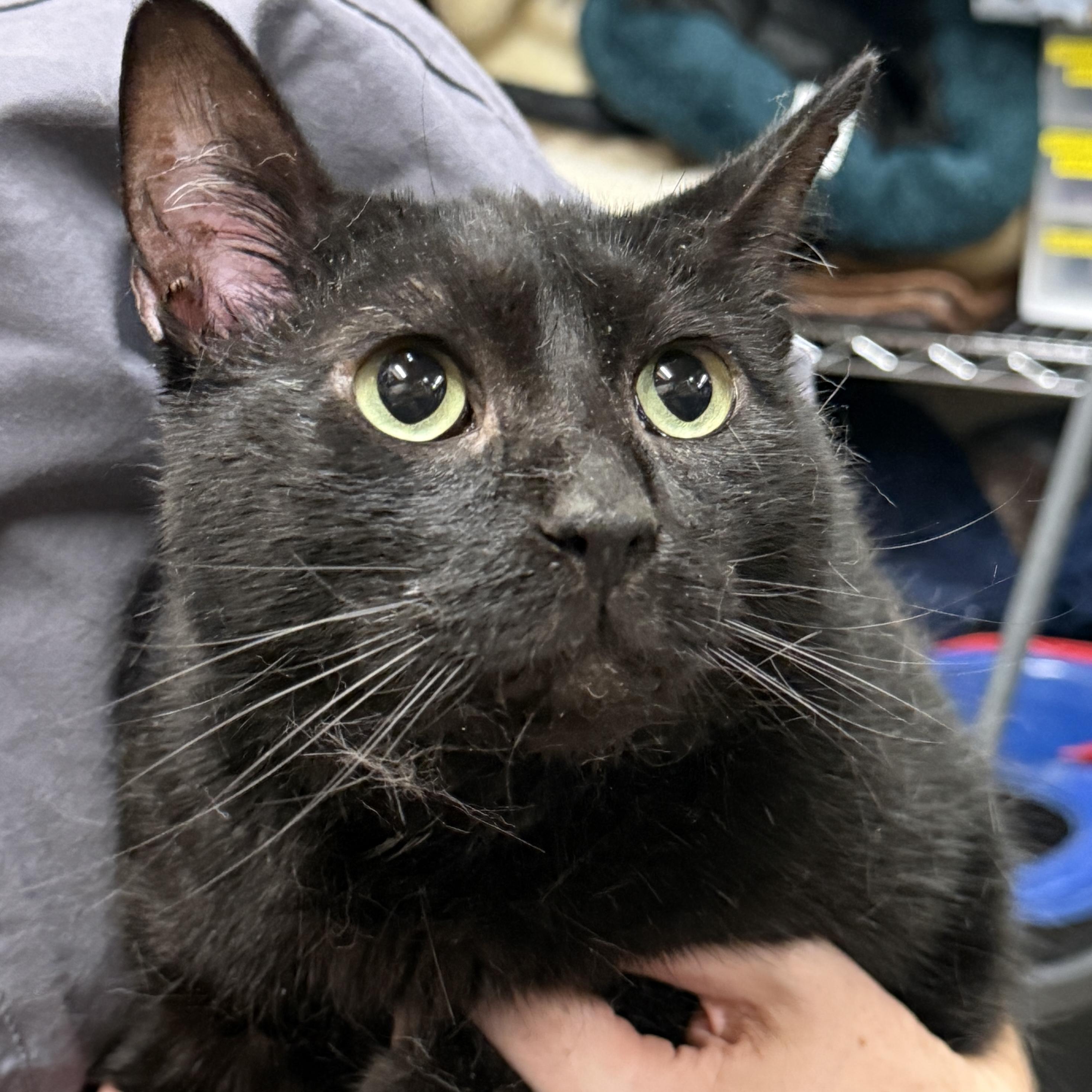 Enlarge Jack Jack, a Adoptable mixed breed in Santa Fe, NM image 4/6