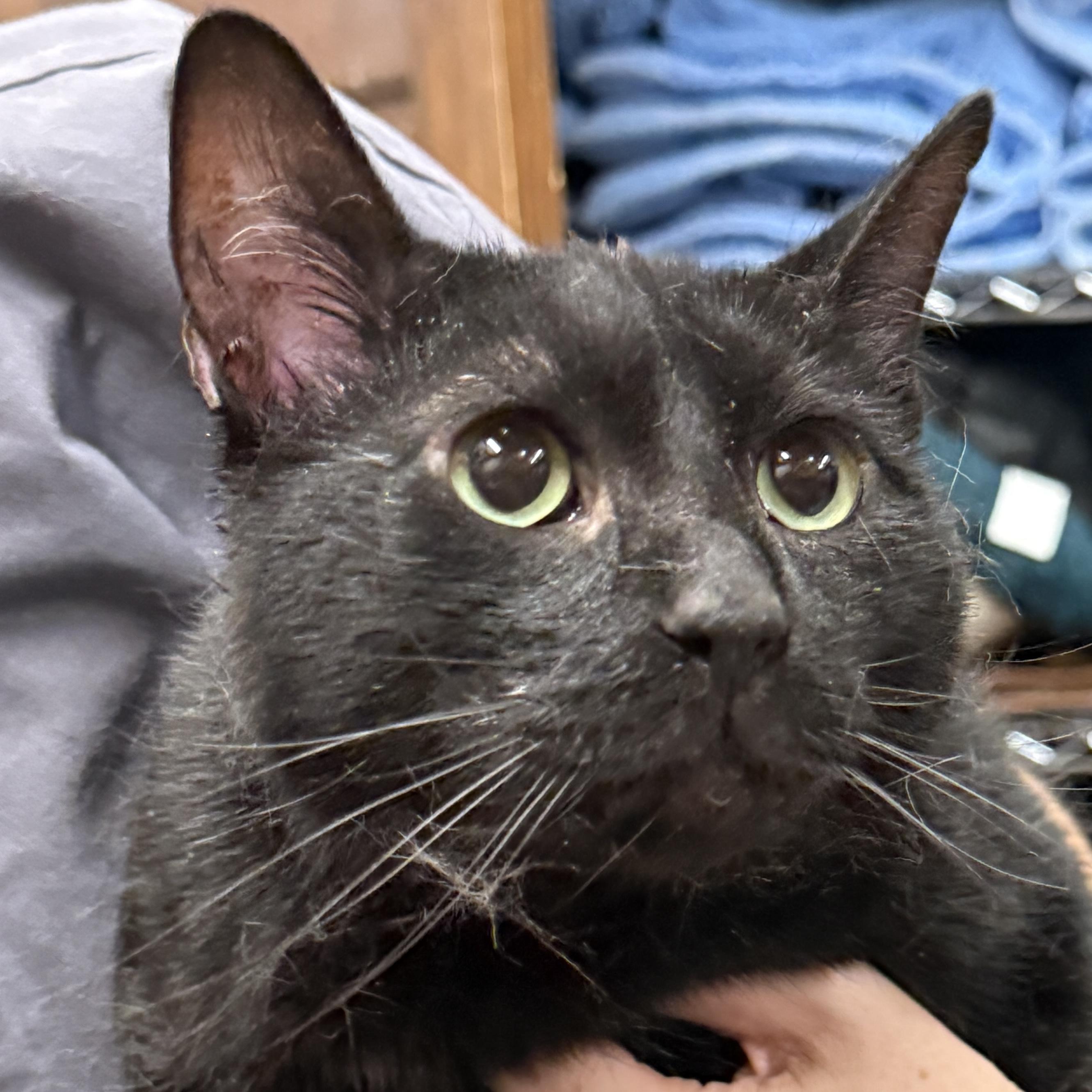 Enlarge Jack Jack, a Adoptable mixed breed in Santa Fe, NM image 5/6