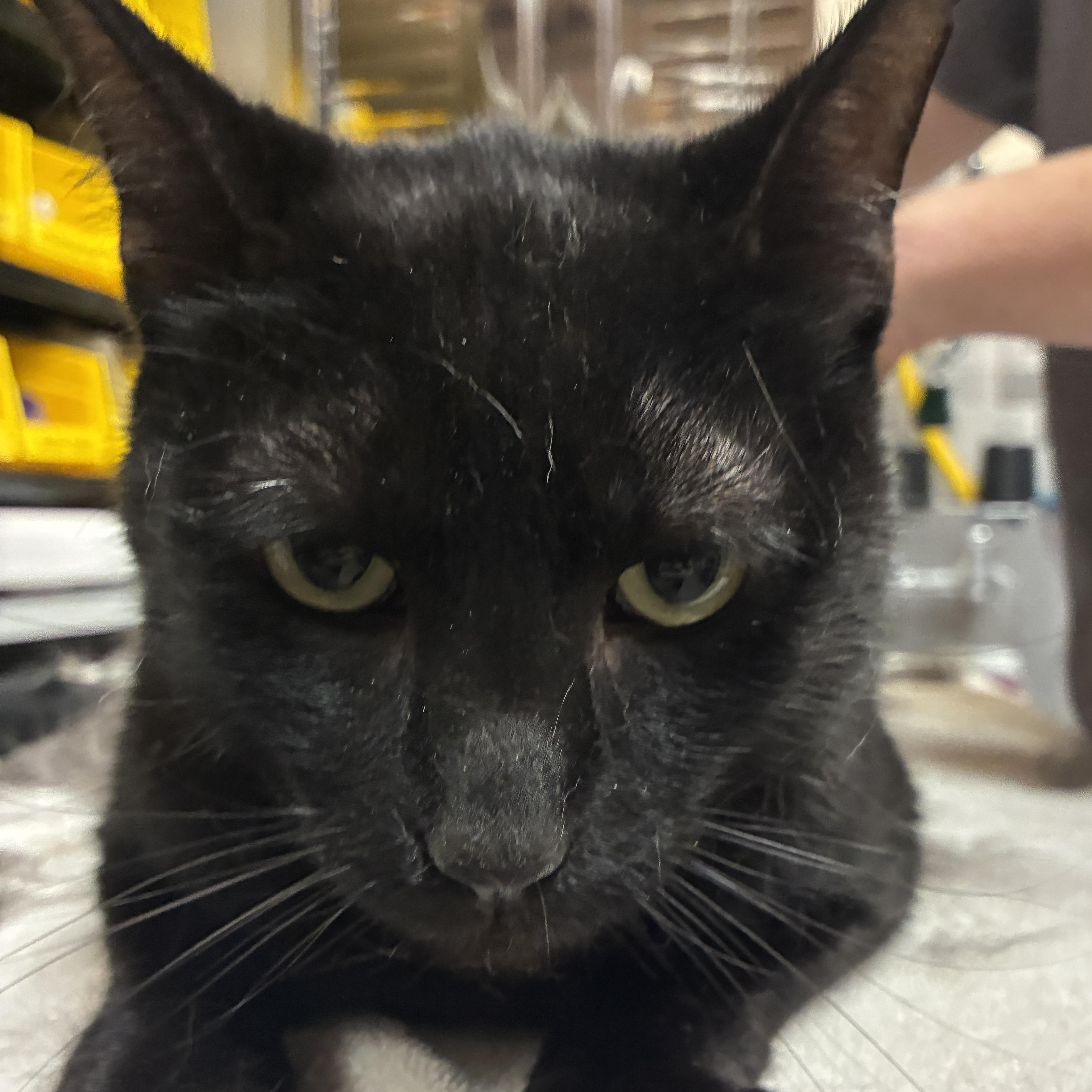 Enlarge Jack Jack, a Adoptable mixed breed in Santa Fe, NM image 6/6