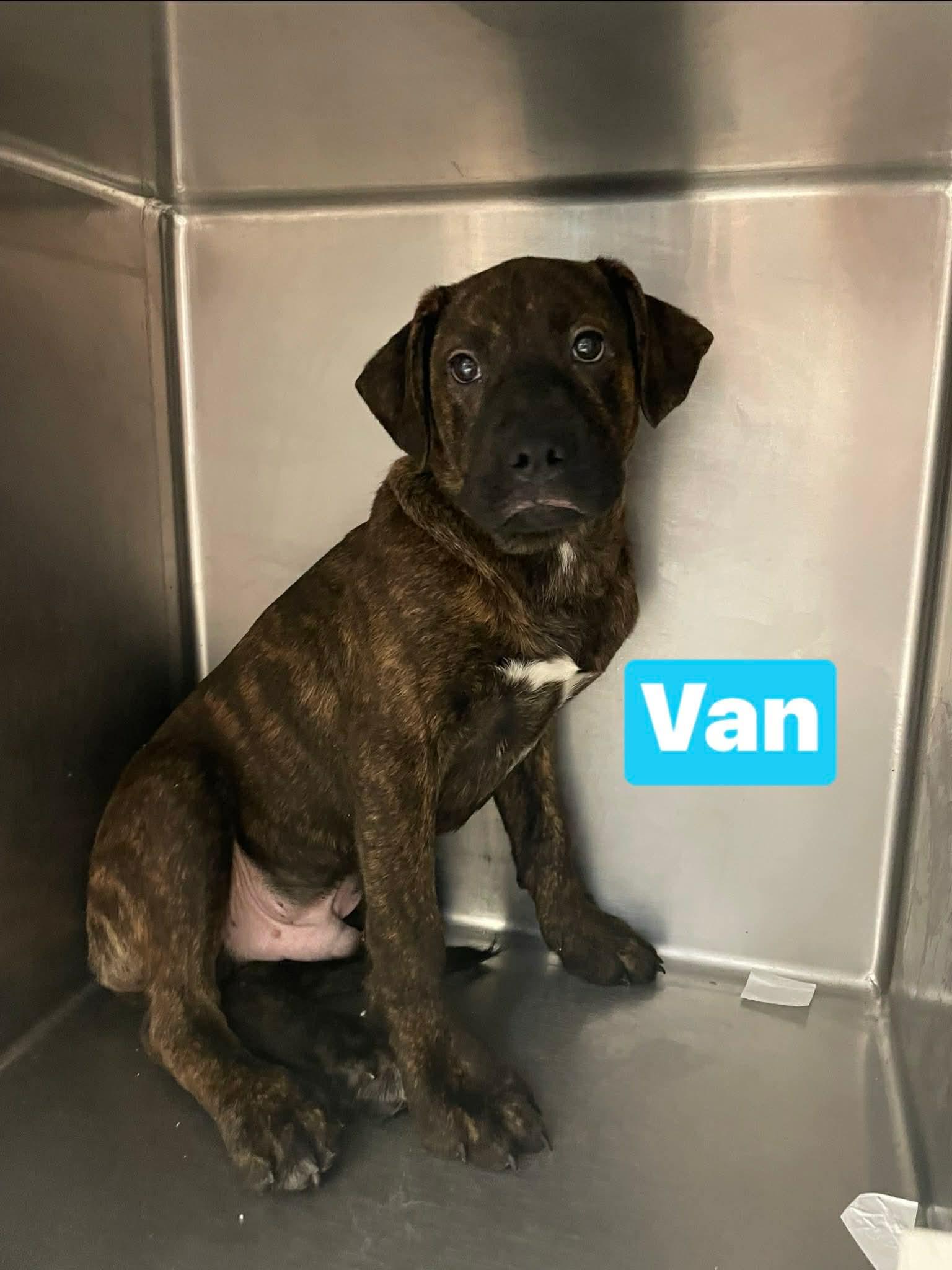 Van, Adoptable, Puppy Male Presa Canario.