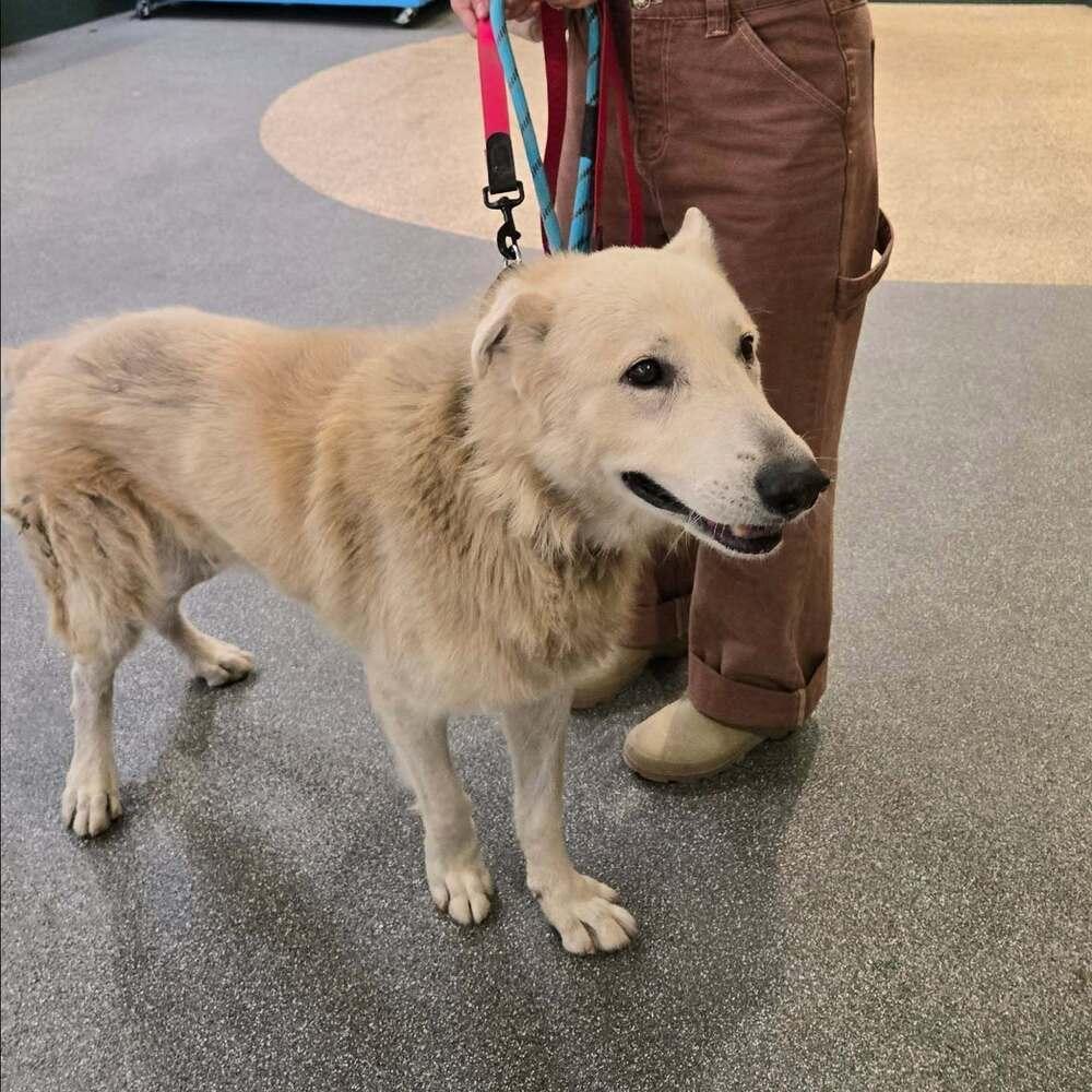 Enlarge Calix, a Adoptable mixed breed in sylmar, CA image 1/6