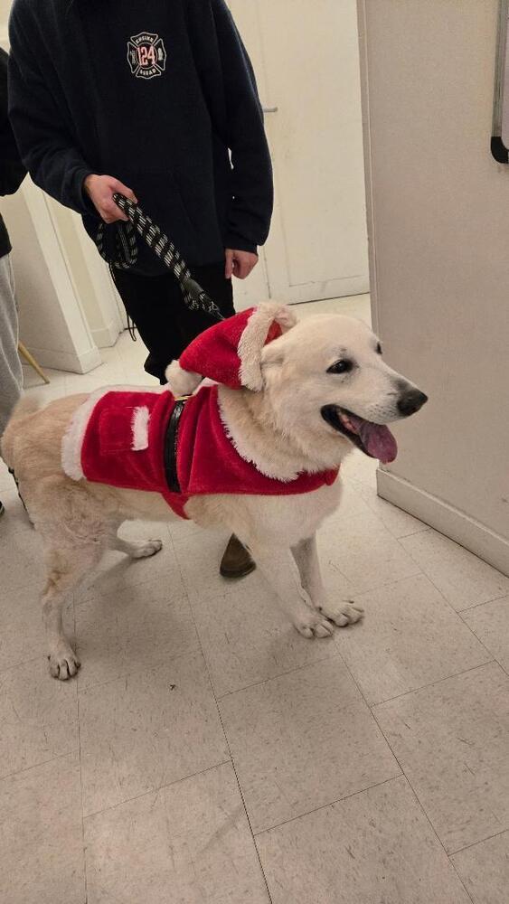 Enlarge Calix, a Adoptable mixed breed in sylmar, CA image 2/6