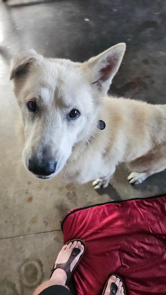 Enlarge Calix, a Adoptable mixed breed in sylmar, CA image 3/6