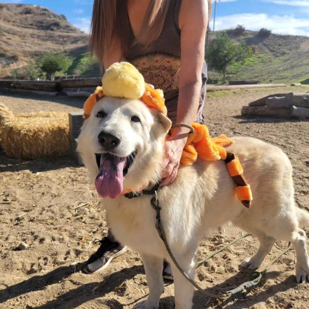 Calix, Adoptable, Senior Male German Shepherd Dog & German Shepherd Dog.