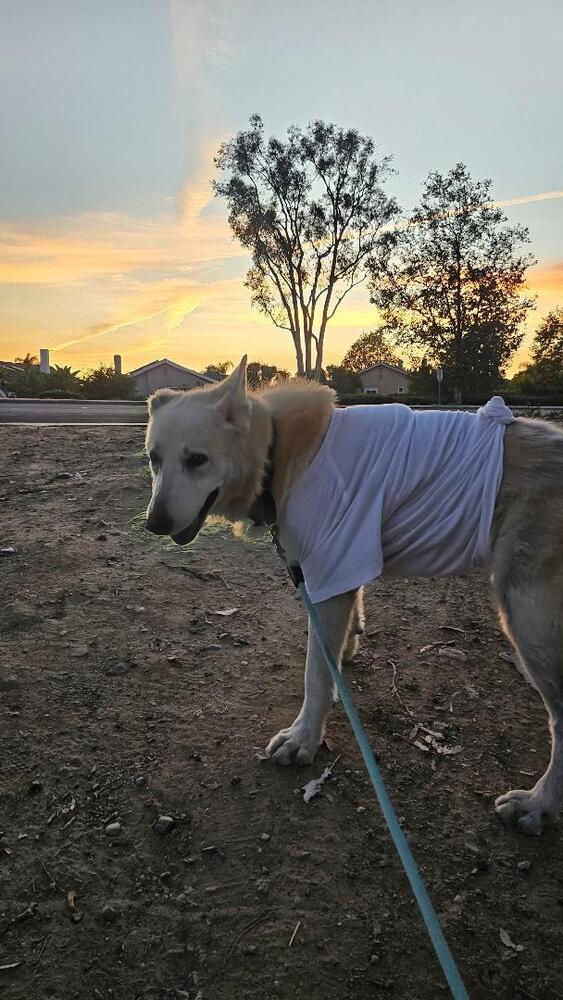 Calix, Adoptable, Senior Male German Shepherd Dog & German Shepherd Dog.