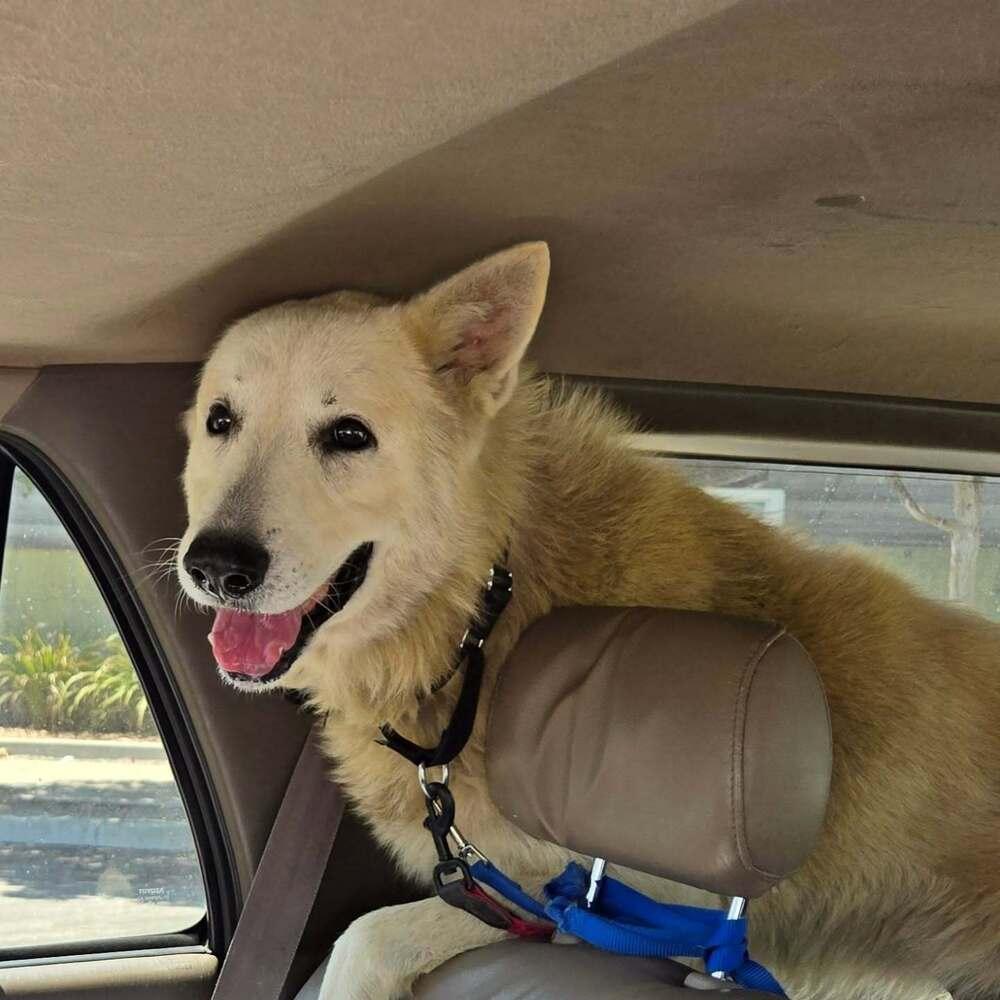 Enlarge Calix, a Adoptable mixed breed in sylmar, CA image 5/6