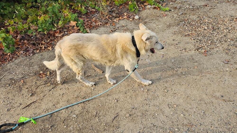 Enlarge Calix, a Adoptable mixed breed in sylmar, CA image 6/6