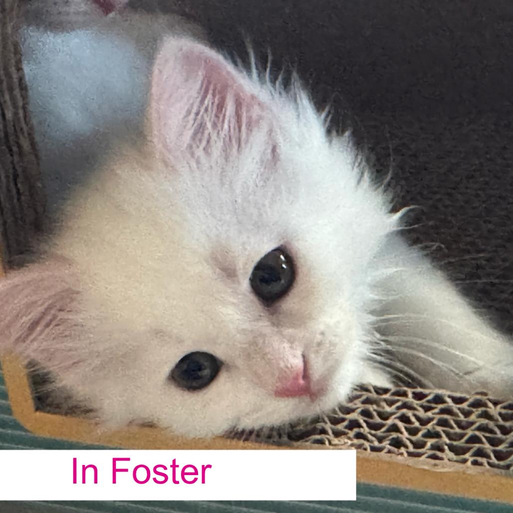 Puffball, Adoptable, Kitten Female Domestic Short Hair.