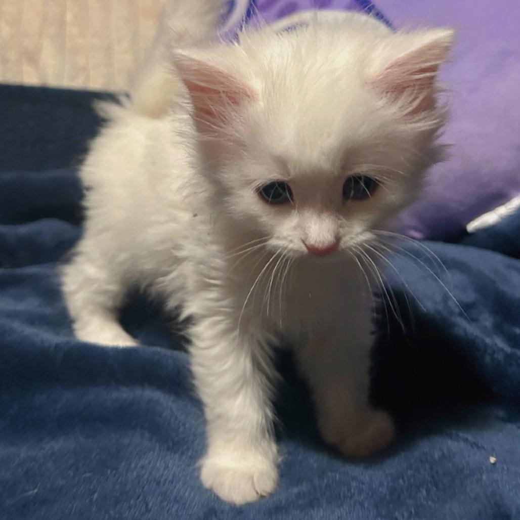 Enlarge Puffball, a Adoptable Domestic Short Hair in Chapel Hill, NC image 2/2