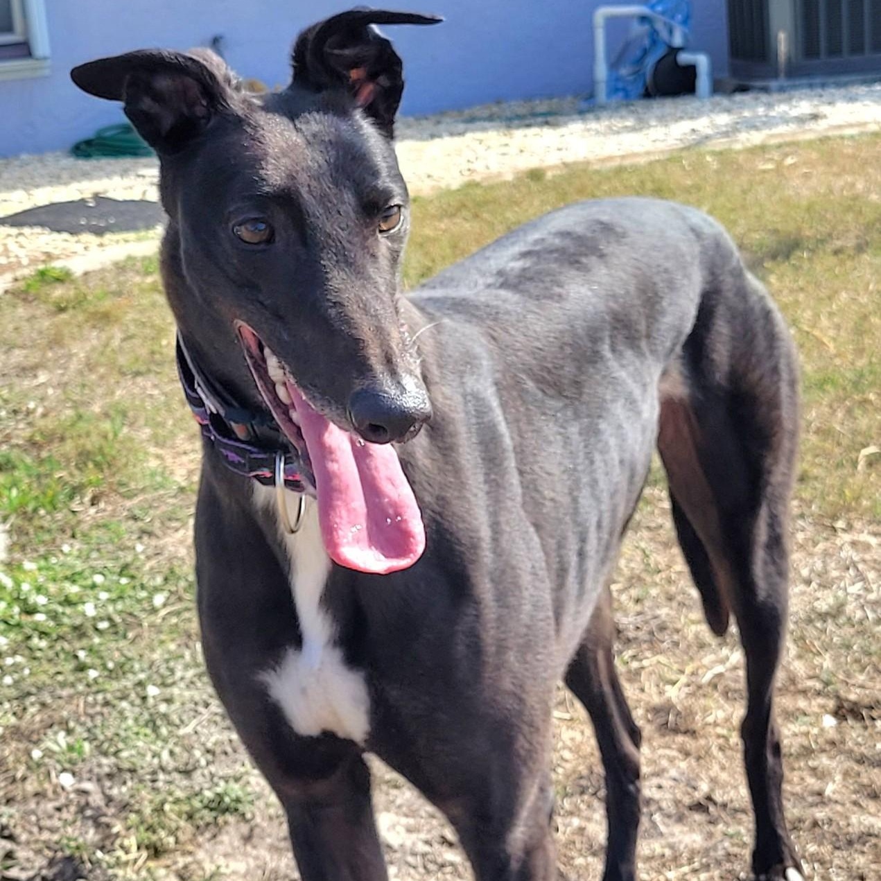 Enlarge Burrows Swift (Larry), an adopted Greyhound in North Port, FL image 1/6