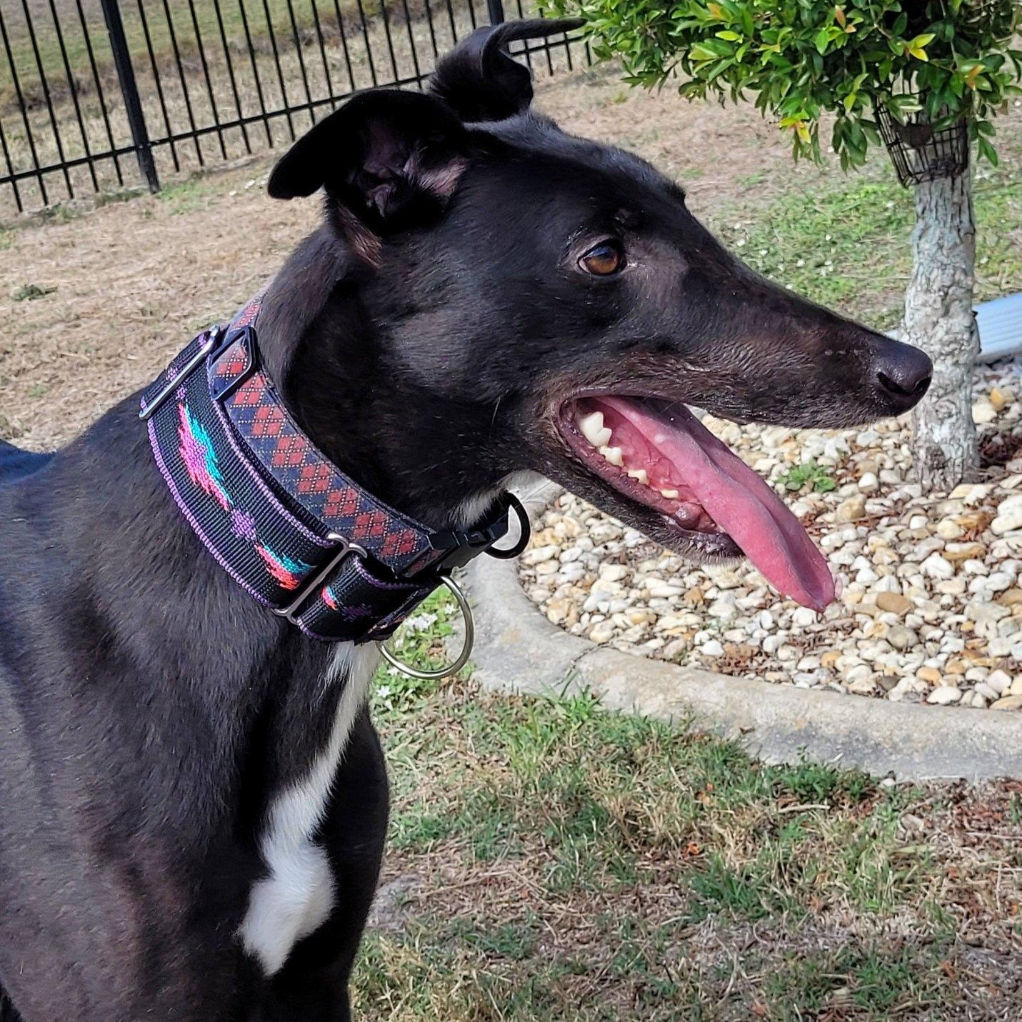 Enlarge Burrows Swift (Larry), an adopted Greyhound in North Port, FL image 5/6