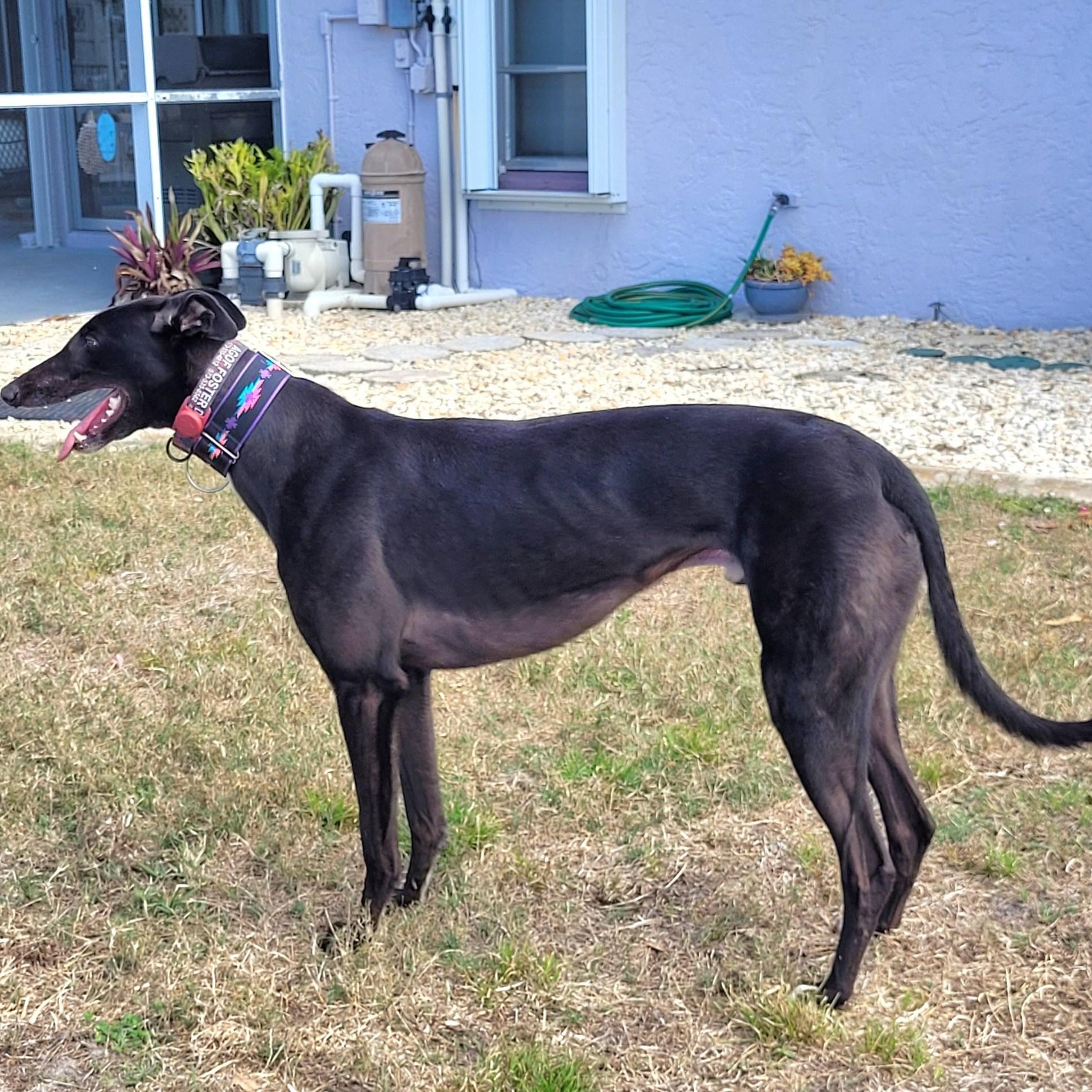 Enlarge Burrows Swift (Larry), an adopted Greyhound in North Port, FL image 6/6