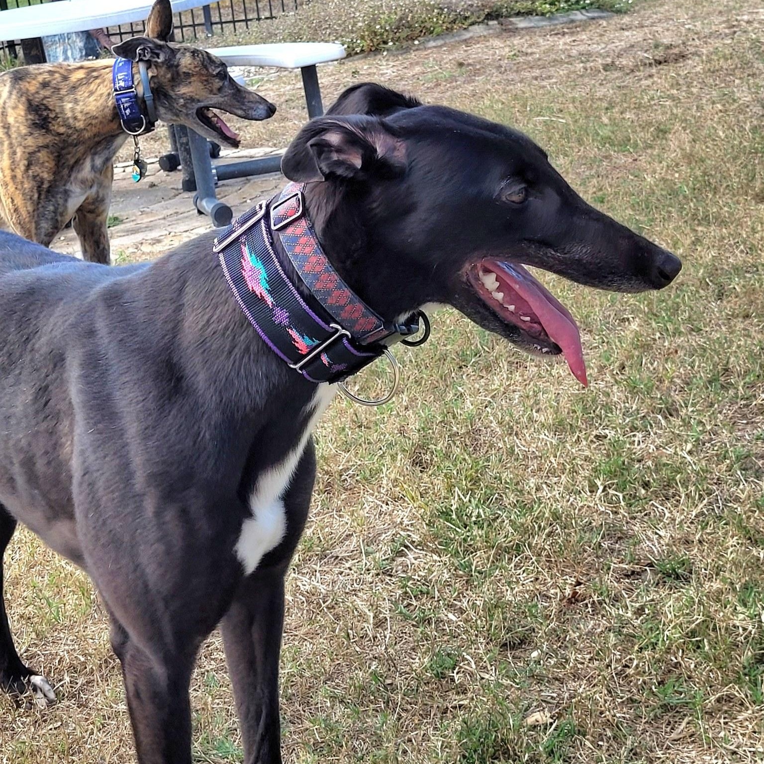 Enlarge Burrows Swift (Larry), an adopted Greyhound in North Port, FL image 4/6