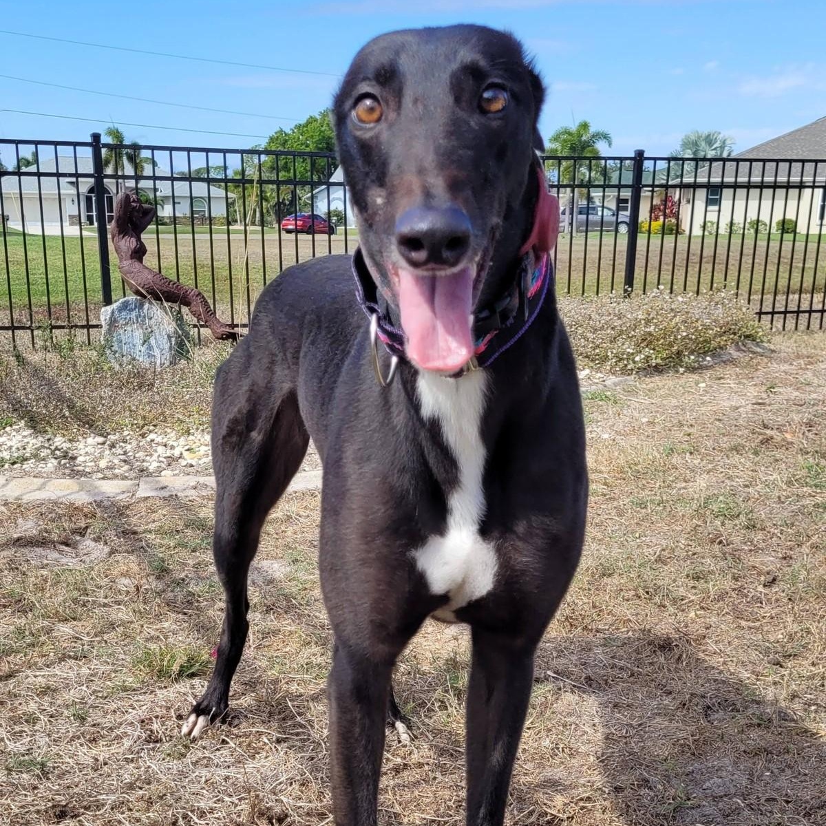 Enlarge Burrows Swift (Larry), an adopted Greyhound in North Port, FL image 2/6