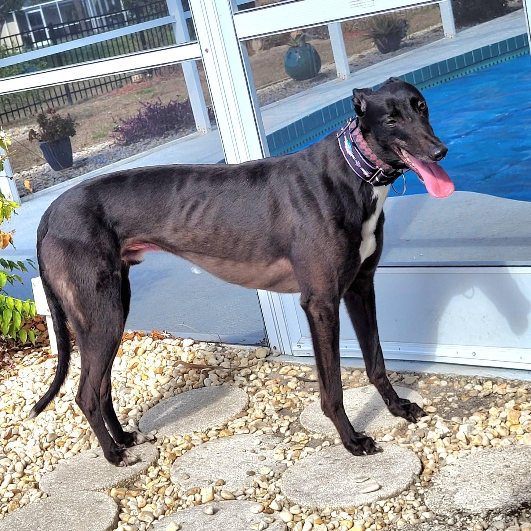 Enlarge Burrows Swift (Larry), an adopted Greyhound in North Port, FL image 3/6