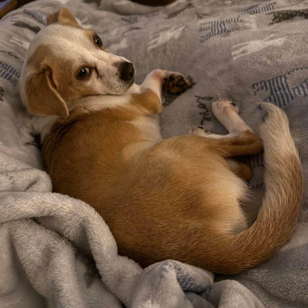 Martigold, Adoptable, Adult Male Chihuahua.