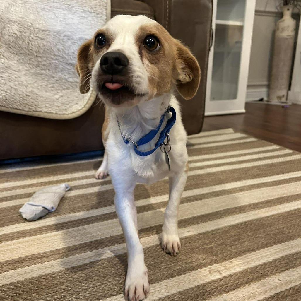 Enlarge Martigold, a Adoptable Chihuahua in Katy, TX image 2/4