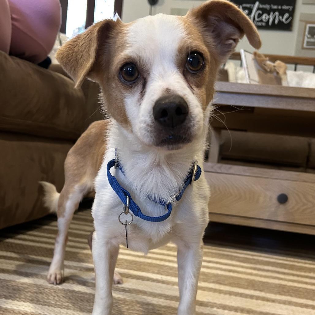 Enlarge Martigold, a Adoptable Chihuahua in Katy, TX image 3/4