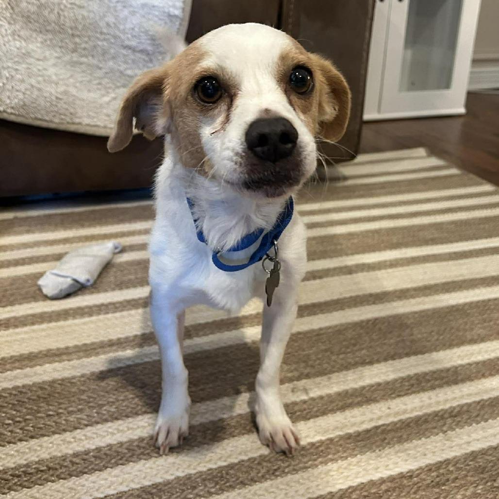 Enlarge Martigold, a Adoptable Chihuahua in Katy, TX image 4/4