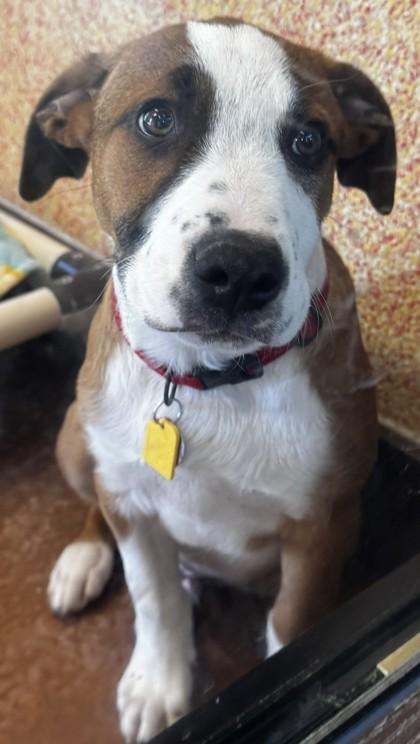 Enlarge Chewbacca, a Adoptable Mixed Breed in Stanwood, WA image 1/1