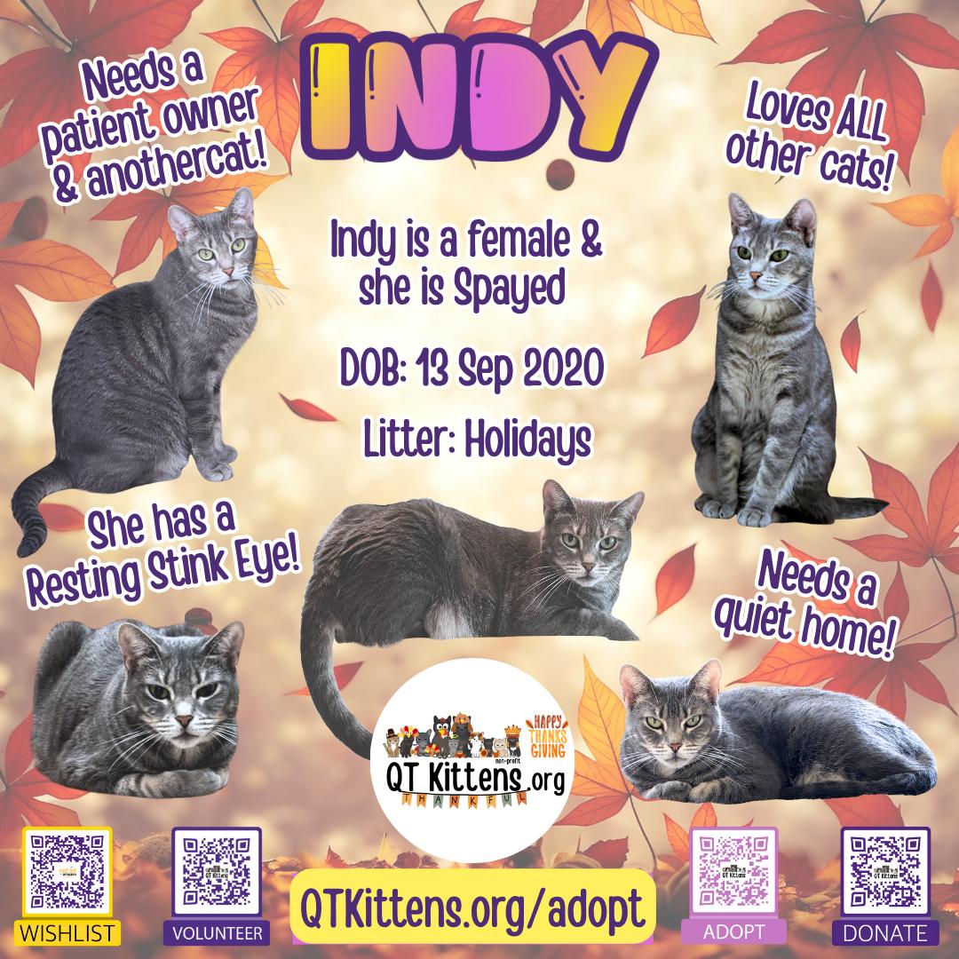 Indy, Adoptable, Adult Female Domestic Short Hair & Tabby.
