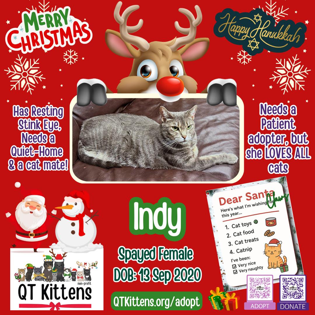 Indy, Adoptable, Adult Female Domestic Short Hair & Tabby.