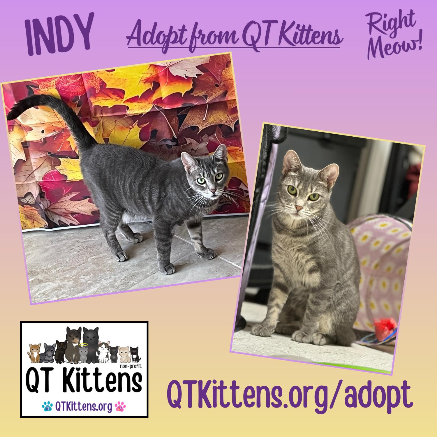 Indy, a Adoptable mixed breed in Naples, FL image 1/3