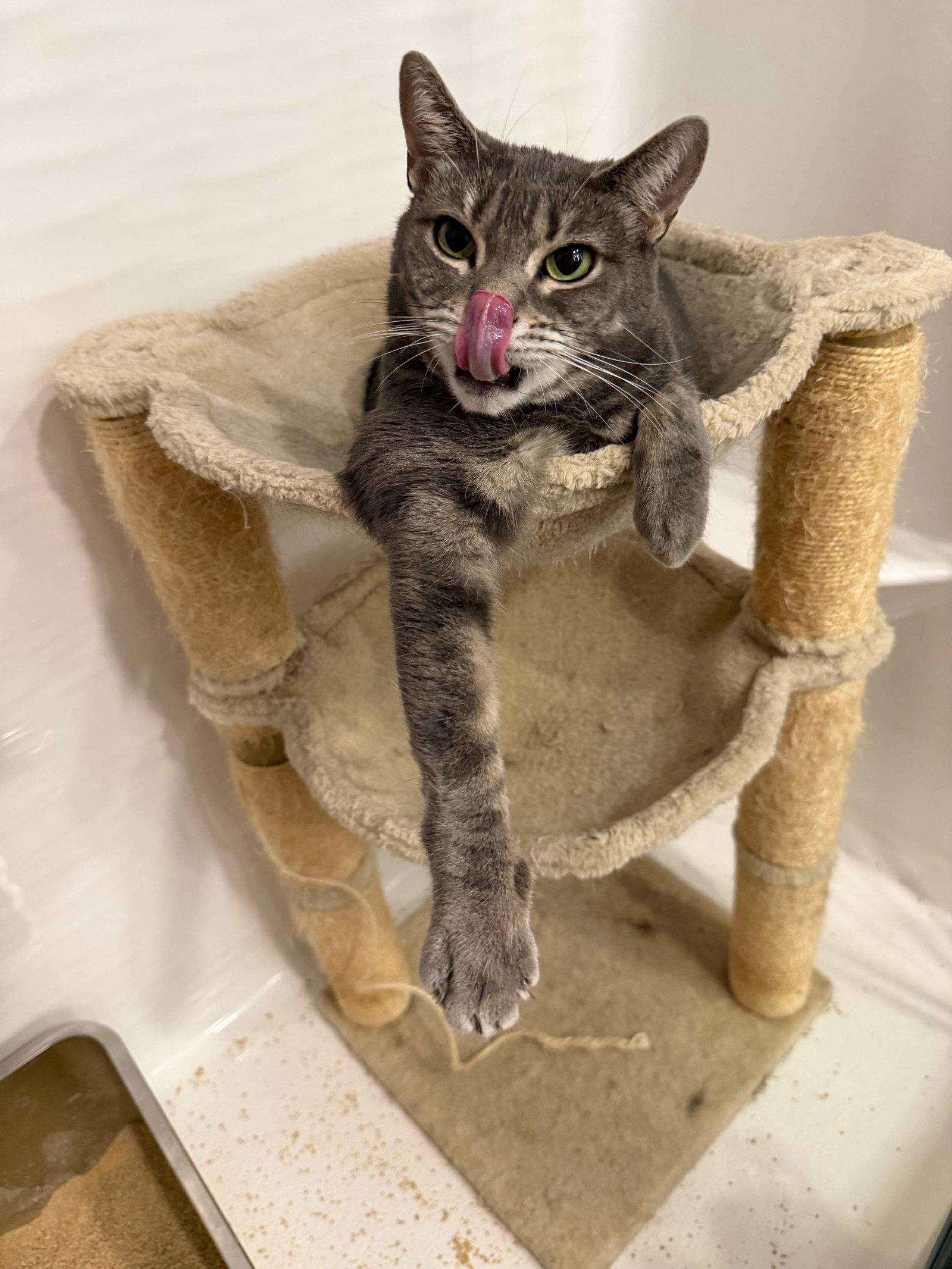 Indy, a Adoptable mixed breed in Naples, FL image 2/3