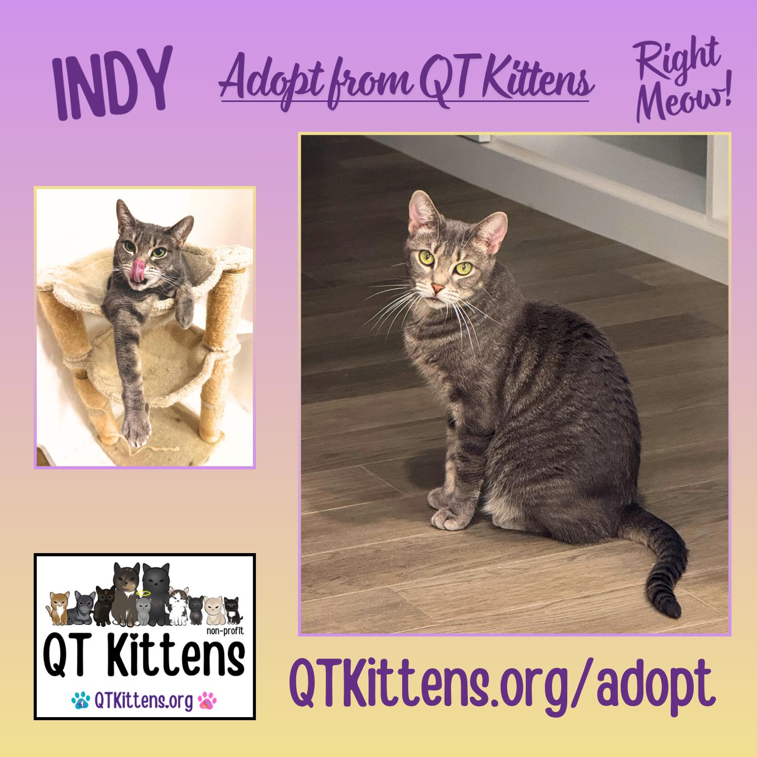 Indy, a Adoptable mixed breed in Naples, FL image 3/3