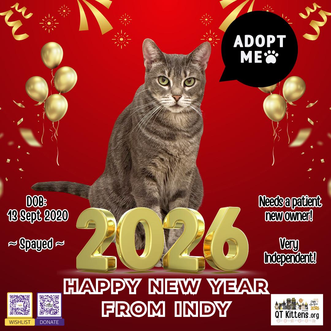 Indy, a Adoptable mixed breed in Naples, FL image 3/6