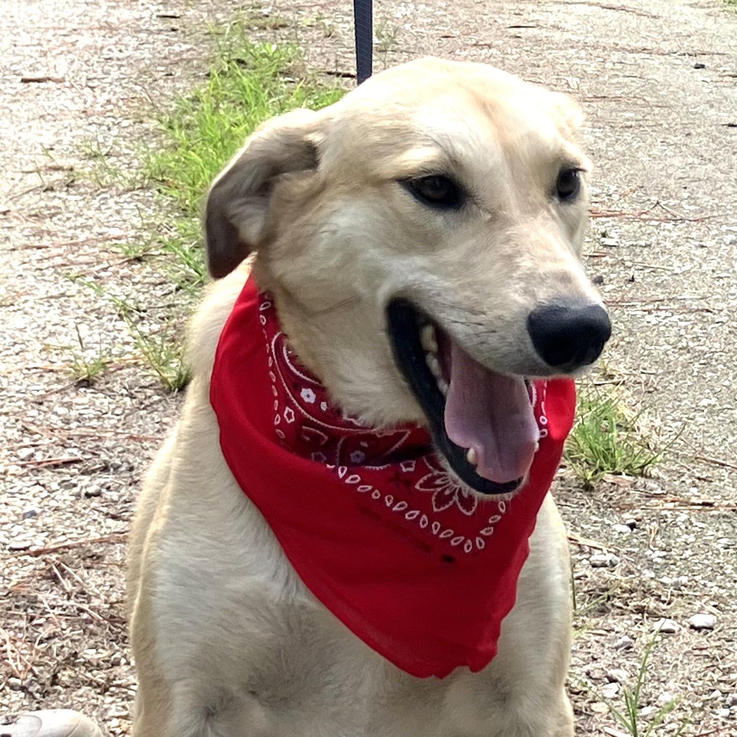 Sara - Fostered in Connecticut photo 4