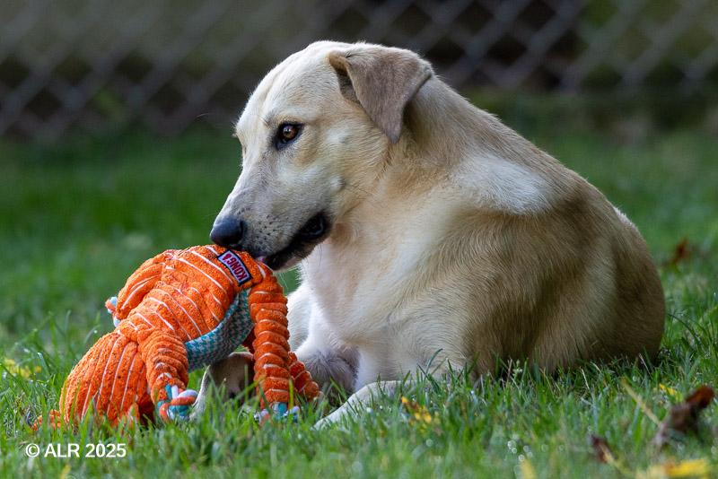 Sara - Fostered in Connecticut