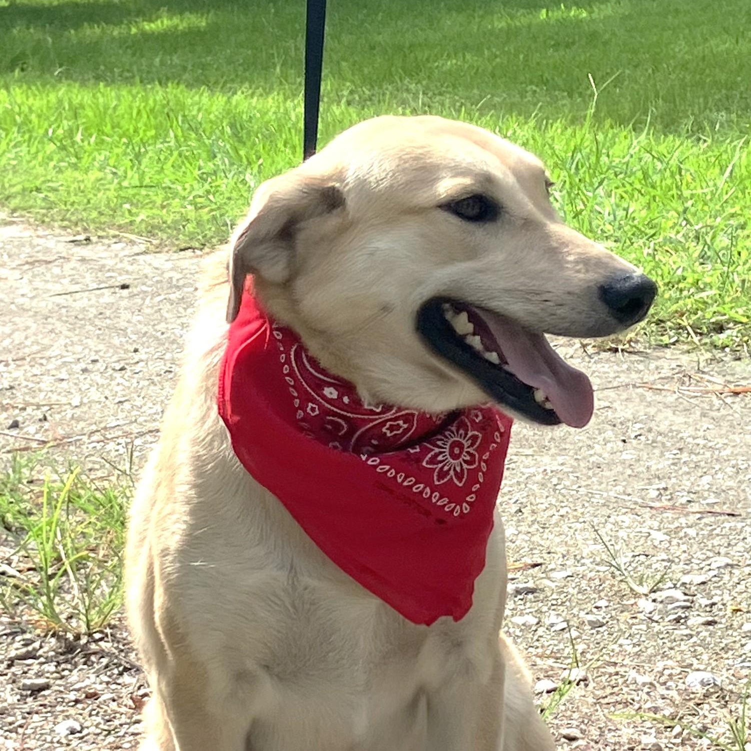 Sara - Fostered in Connecticut