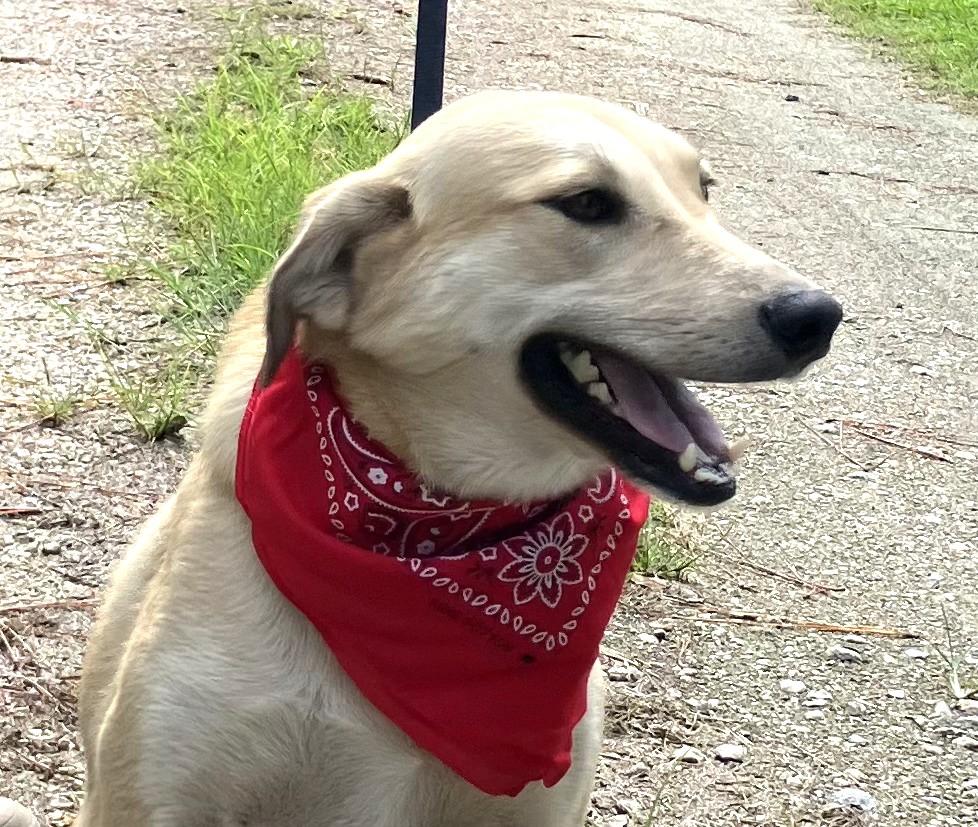 Sara - Fostered in Connecticut photo 5