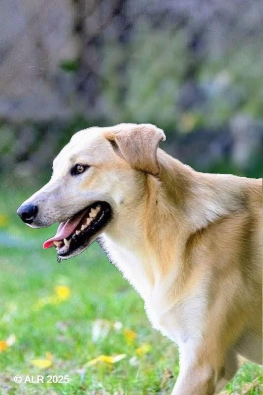 Sara - Fostered in Connecticut