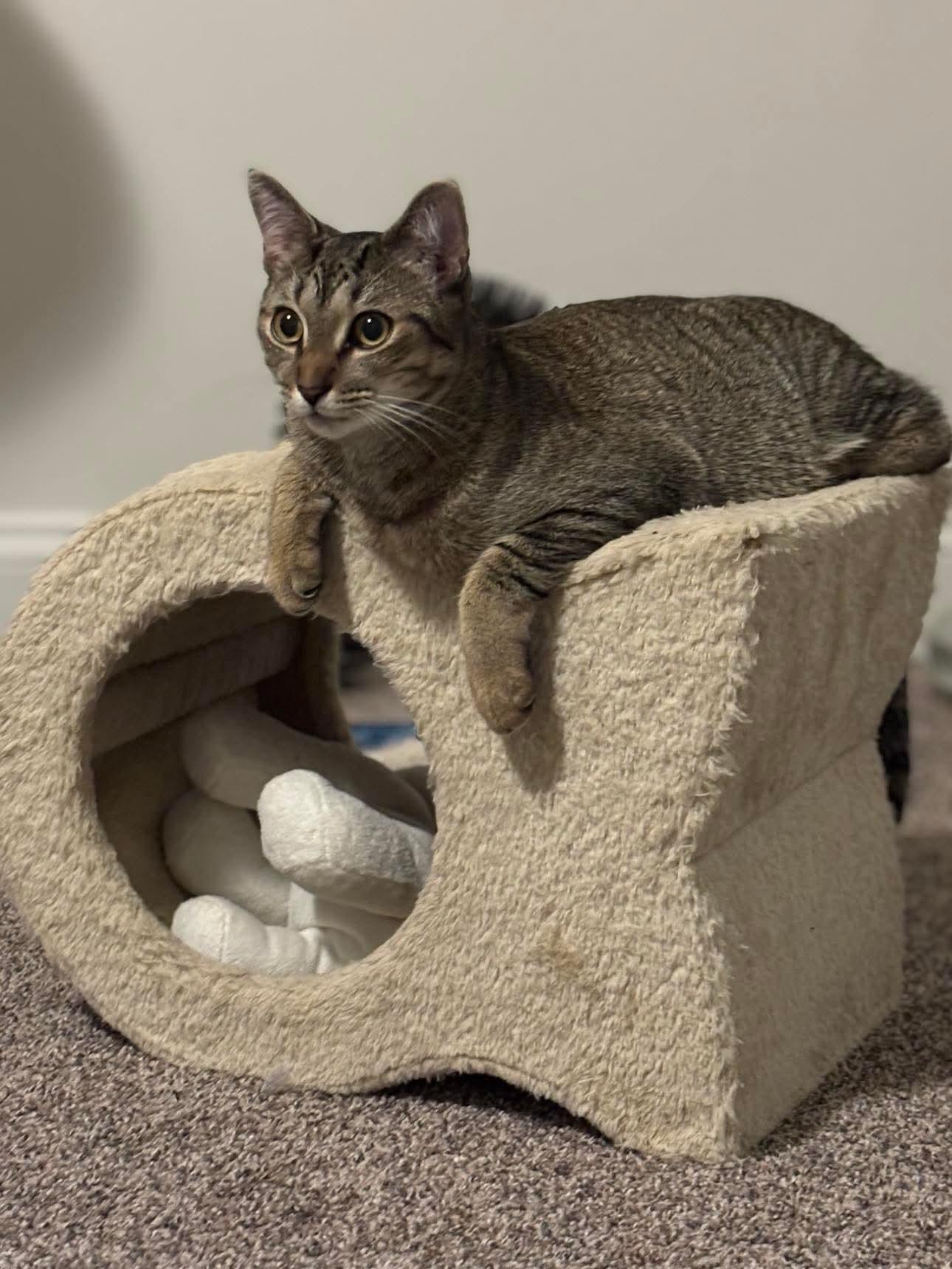 Jack & Jill, a Adoptable Domestic Short Hair in Ludington, MI image 3/5
