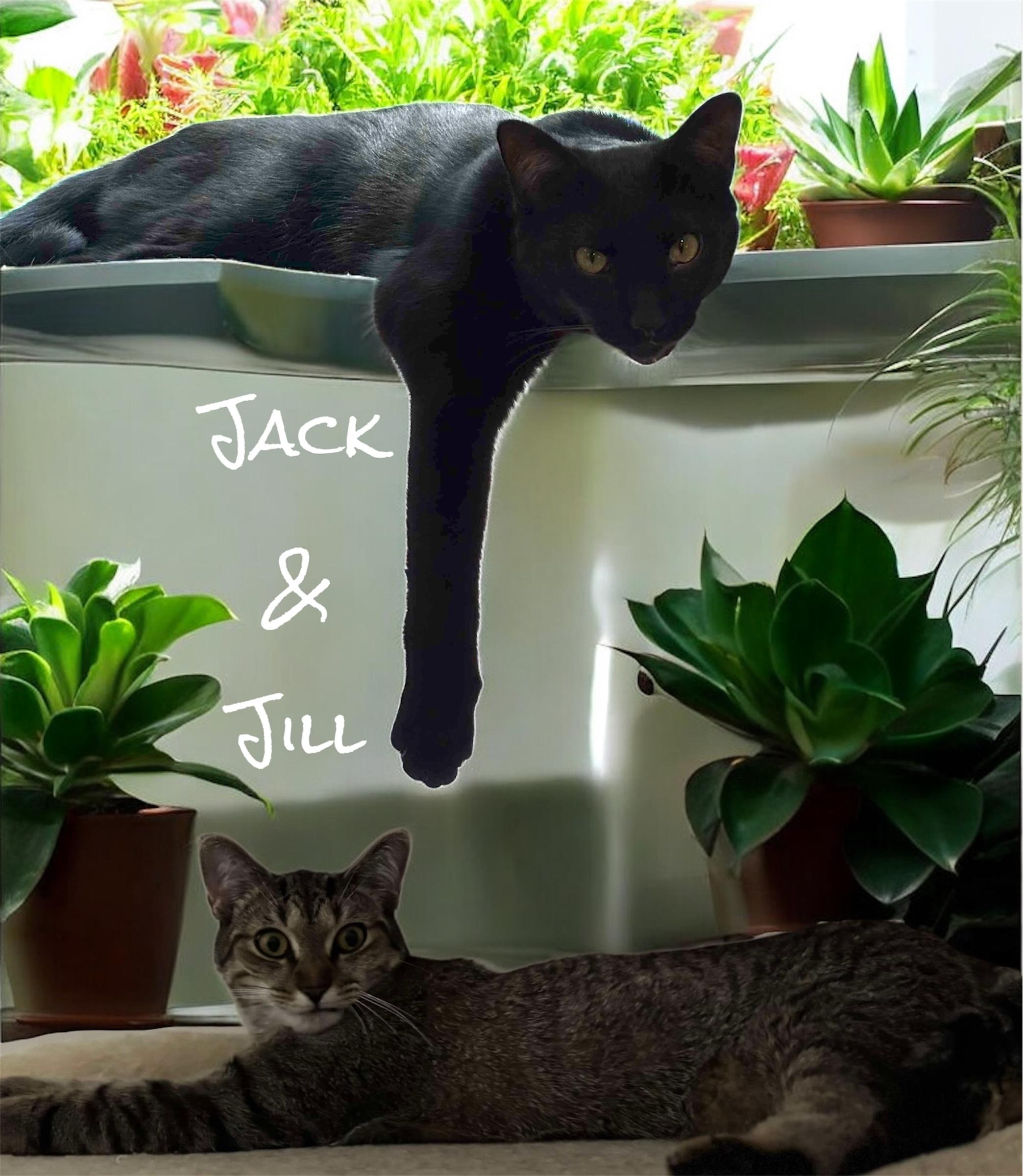 Jack & Jill, a Adoptable Domestic Short Hair in Ludington, MI image 1/5