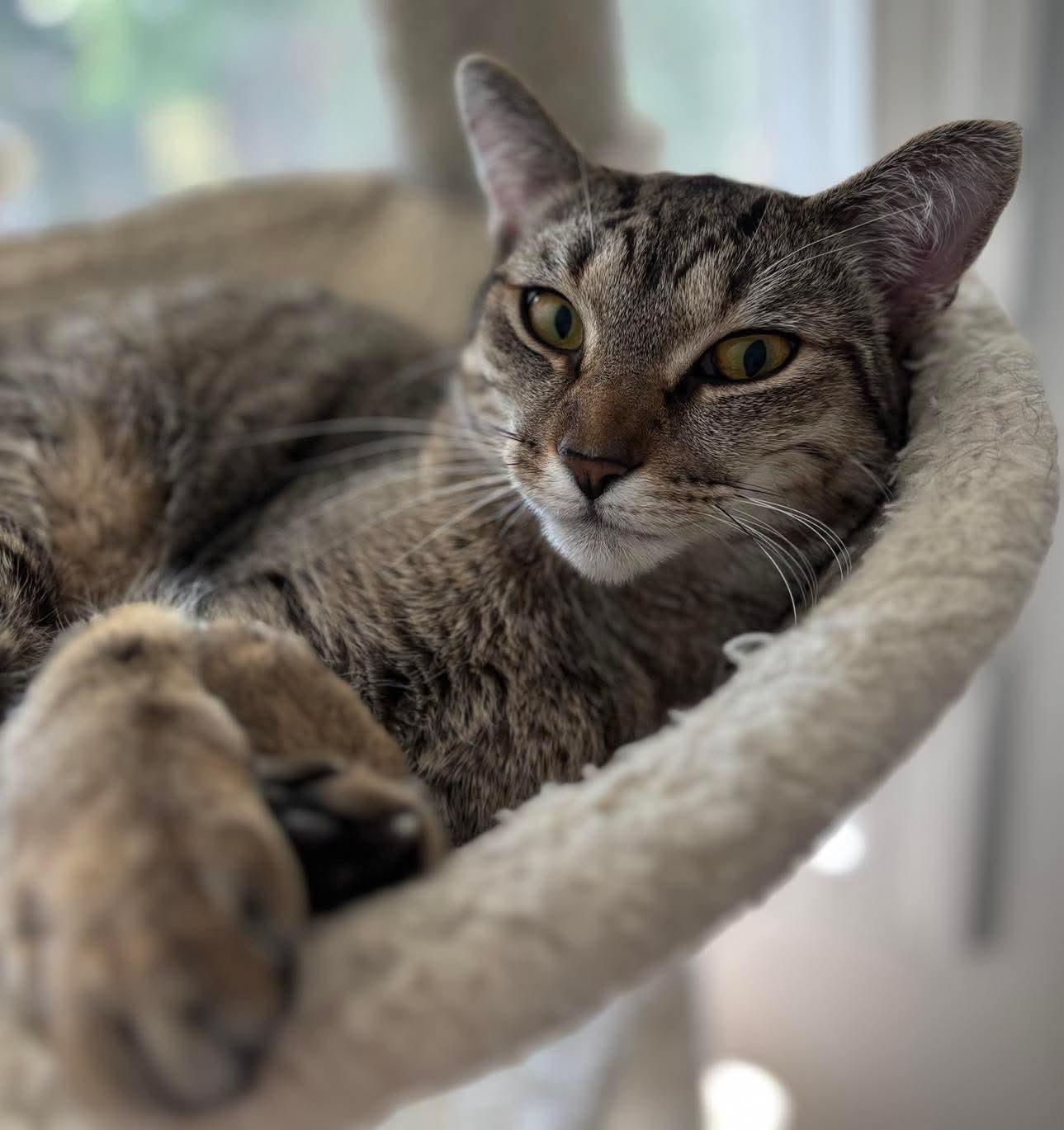 Jack & Jill, a Adoptable Domestic Short Hair in Ludington, MI image 5/5