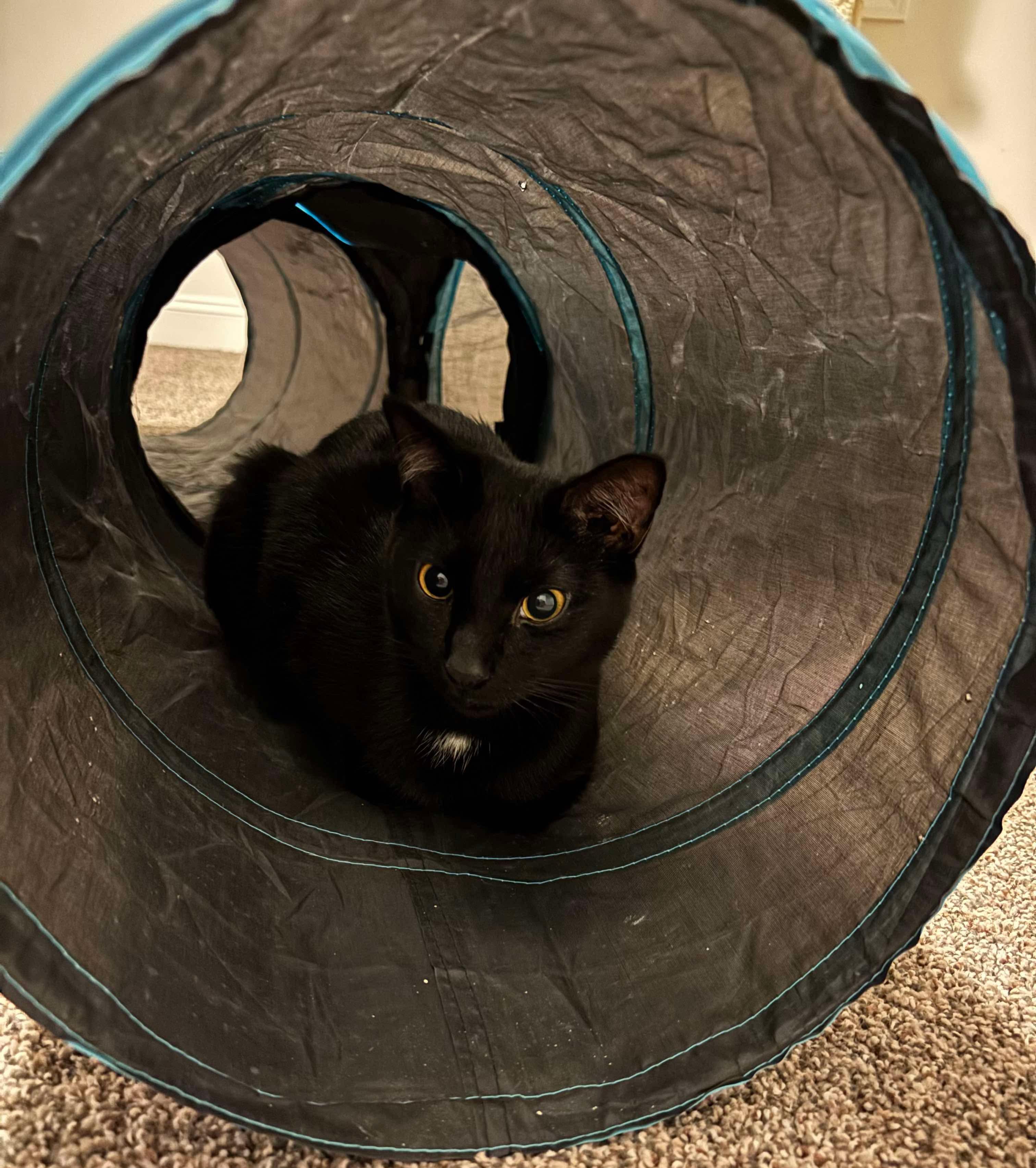 Jack & Jill, a Adoptable Domestic Short Hair in Ludington, MI image 2/5