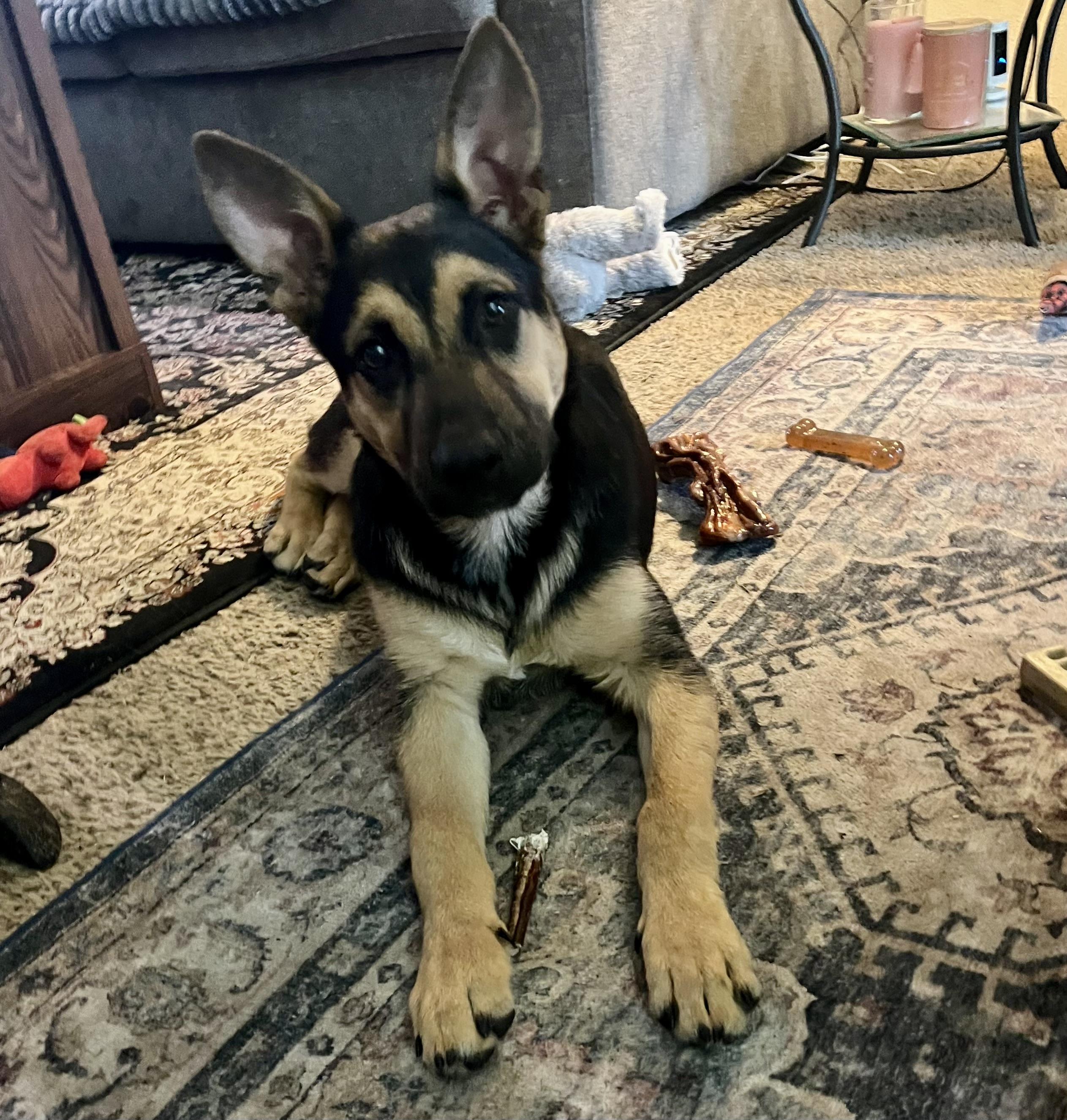 Ricki, Adoptable, Puppy Male German Shepherd Dog.