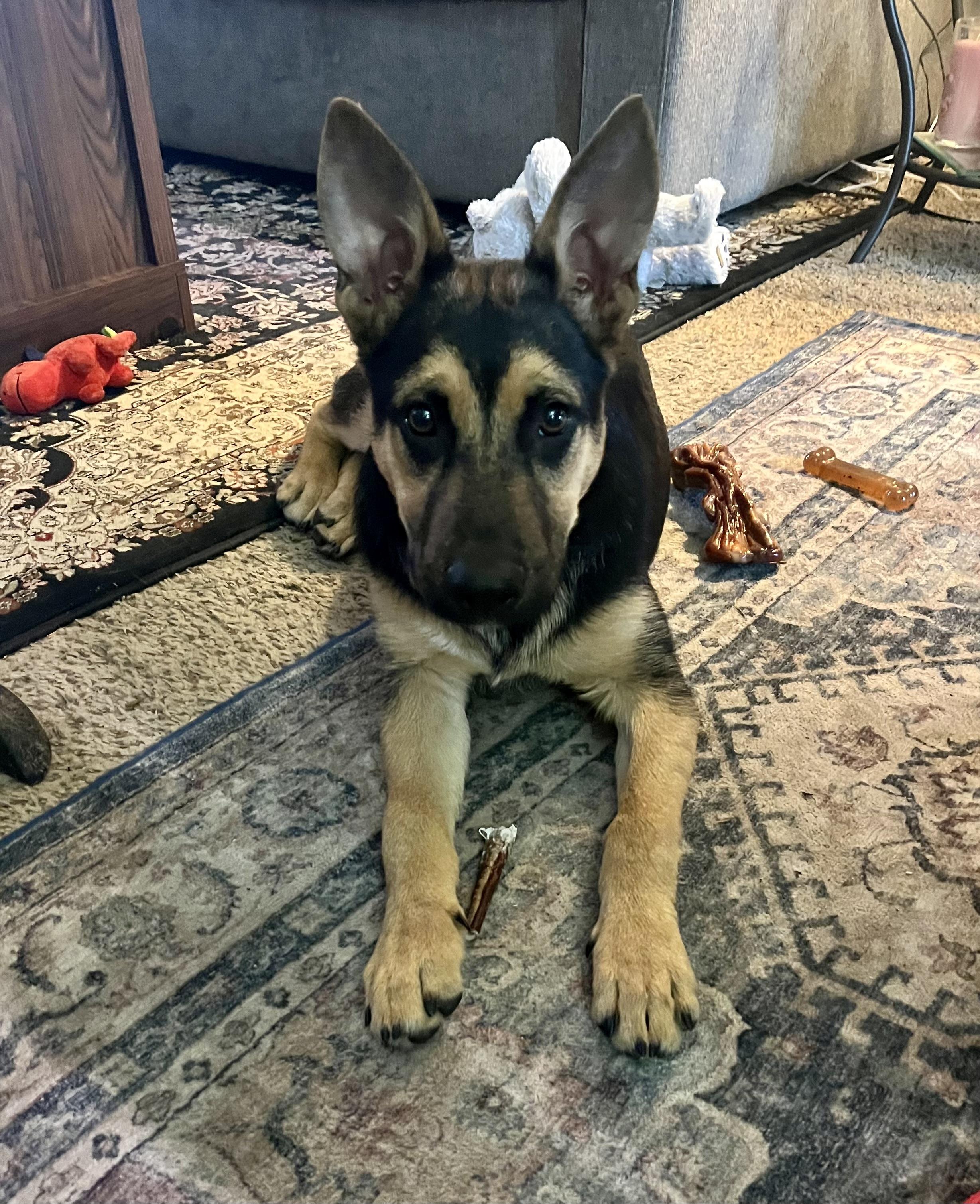 Enlarge Ricki, a Adoptable mixed breed in COVINGTON, WA image 2/6